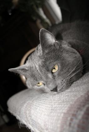 Cat resting