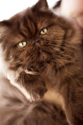 Best Organic Makeup >> Adorable Images of Chocolate Persian Kittens | LoveToKnow Best Organic Makeup >> Adorable Images of Chocolate Persian Kittens | LoveToKnow