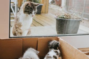 Kittens in a cardboard box, adult cat looks curiously 