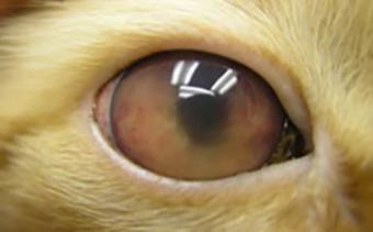 Feline Uveitis