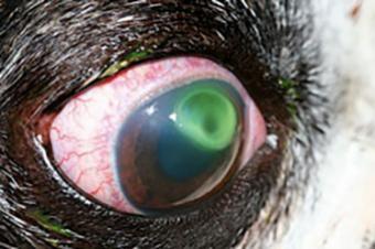 Corneal ulcer