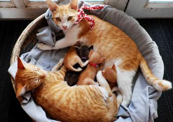 Family of orange cats and kittens.