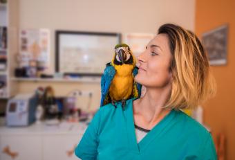 Woman veterinarian with parrot on her shoulder