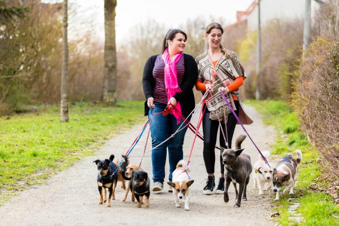 Dog walkers walking dogs