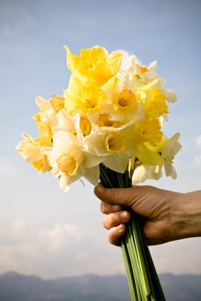 Daffodils.jpg