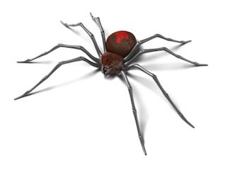 Spider