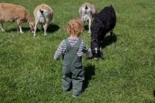 toddler on farm
