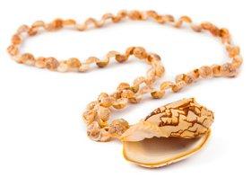 Shell Necklace
