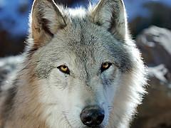 gray wolf