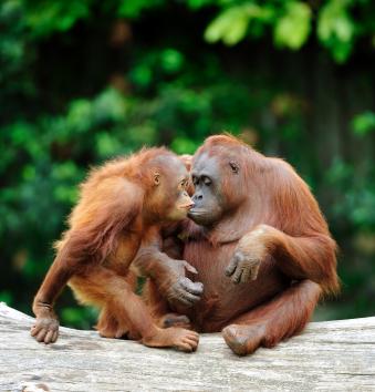 Wild animal pictures