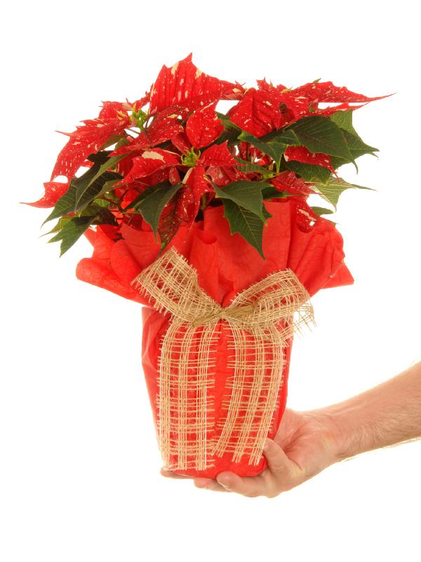 poinsettia gift gift ftempo poinsettia gift gift ftempo