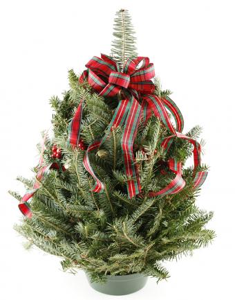 https://cf.ltkcdn.net/christmas/images/slide/183210-668x850-christmas-tree-plaid-ribbon.jpg
