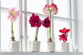 https://cf.ltkcdn.net/christmas/images/slide/276662-850x567-amaryllis-flowers.jpg