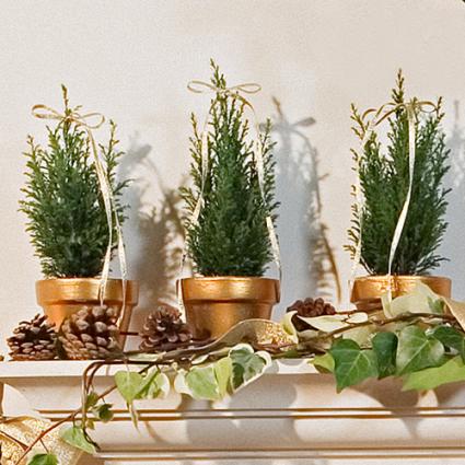 Rosemary topiaries