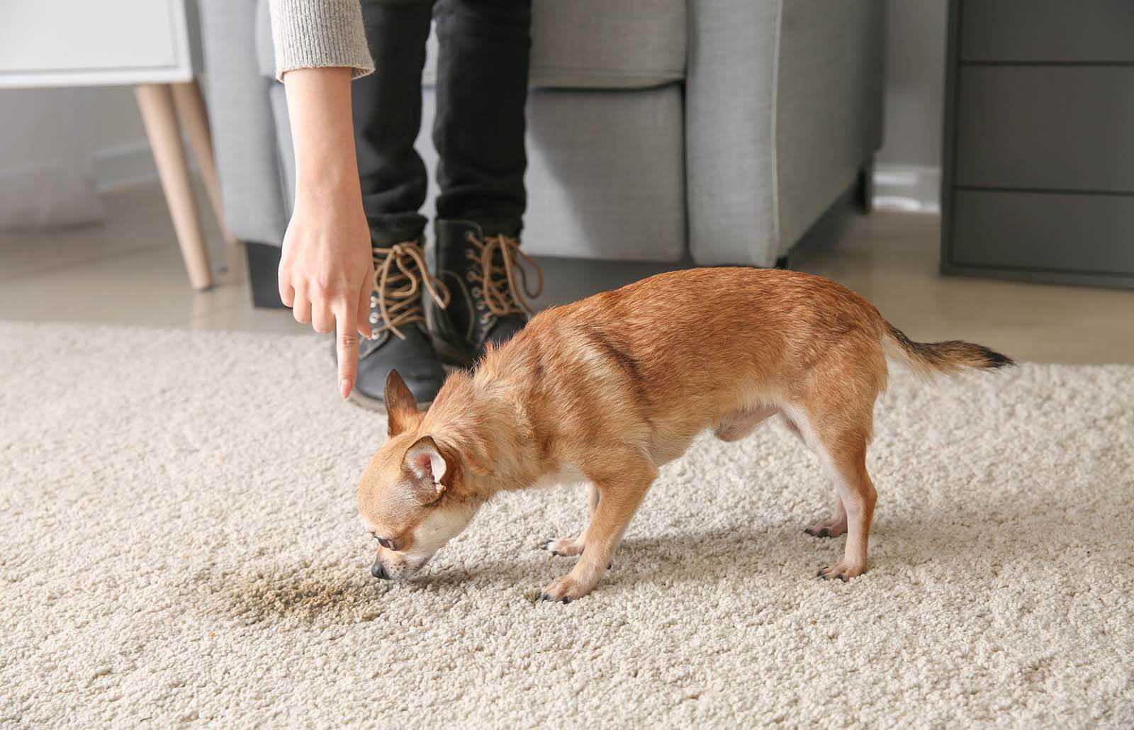 Dog poop stain out of clearance carpet