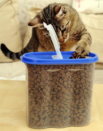 Cat food container