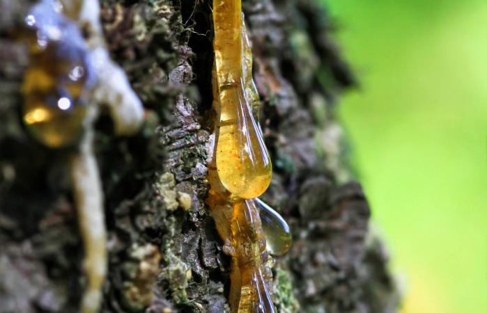 drop of sap