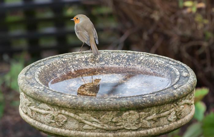 robin on bird bath