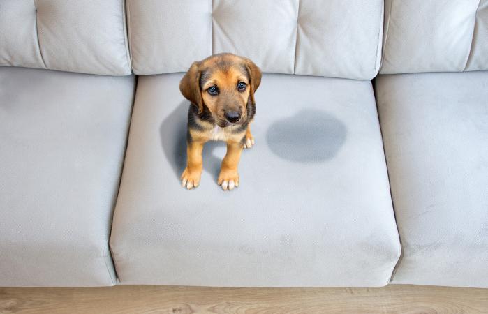 puppy sitting near wet spot on the sofa