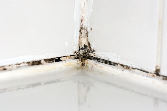 Shower mildew and mold