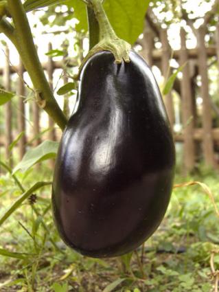 ratatouille