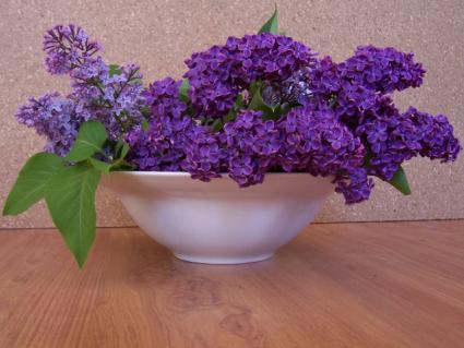 Edible Flowers