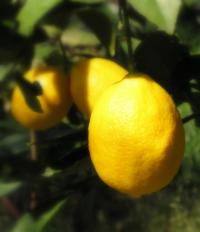 lemons