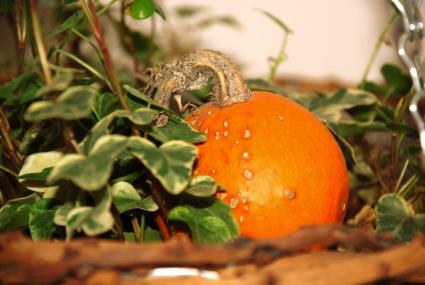 pumpkin