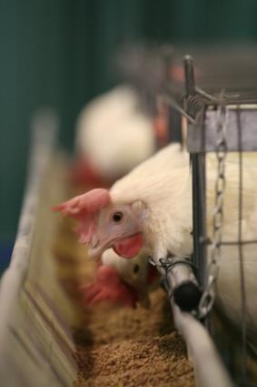How to Buy Poultry