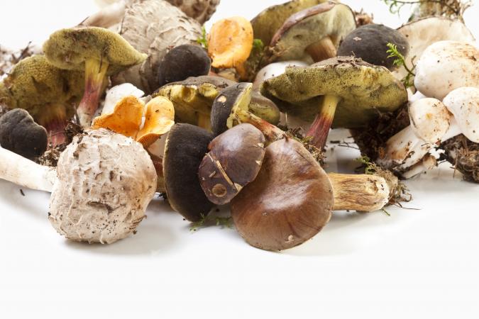 Edible mushrooms