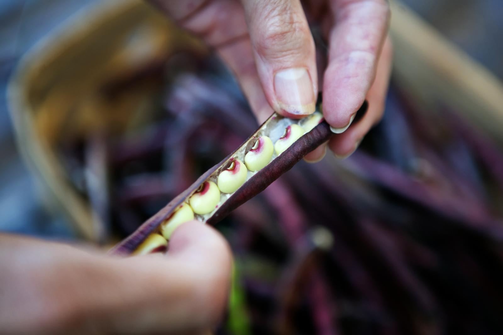 fresh purple hull peas