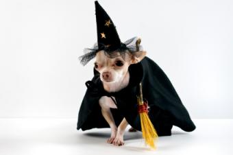 dog witch