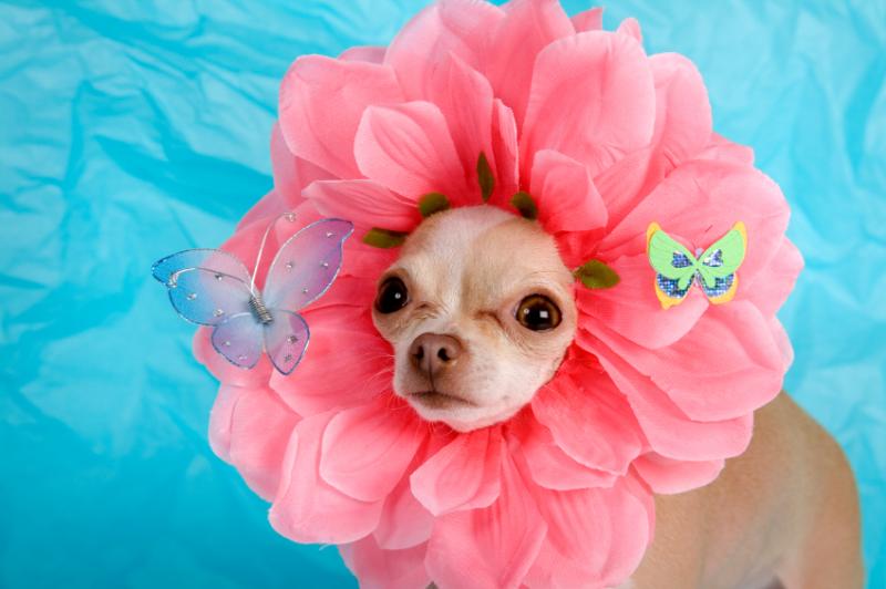 How to Make Dog Costumes LoveToKnow