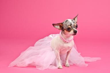 Princess dog