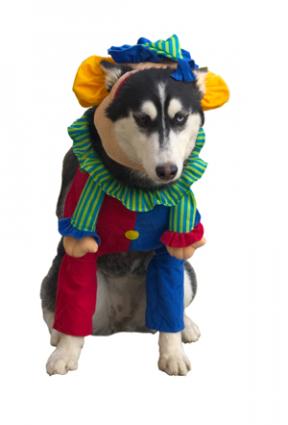 Pet Halloween Costumes