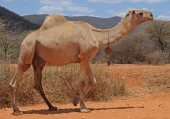 Camel.jpg