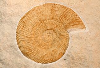 Plaster Fossil