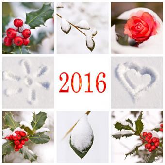 New Year card with holly and snow