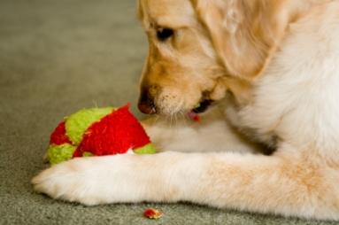 Dog with knitted ball