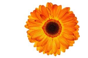 pretty flower