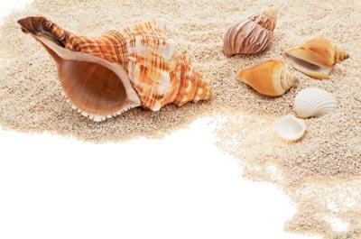 shells at the beach