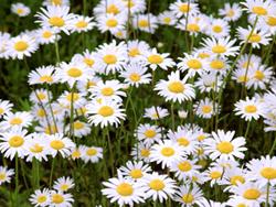daisy flowers