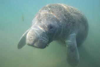 Manatee