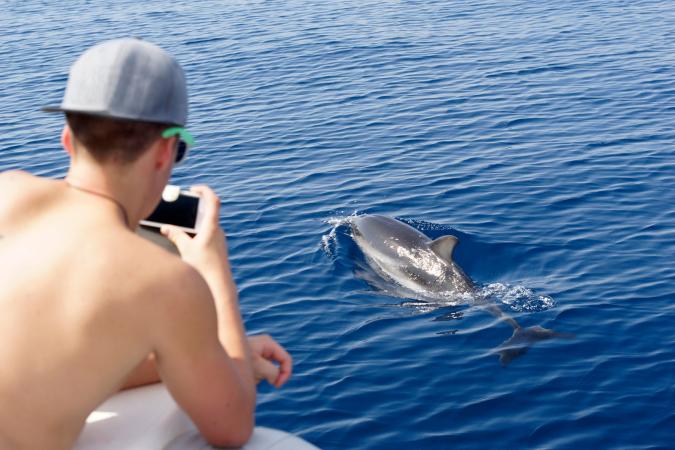 Watching dolphin from boat