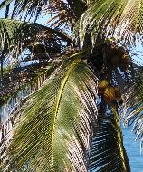 palmtree