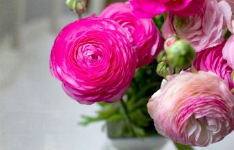 Pink ranunculus