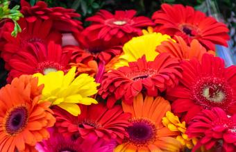 Gerbera Daisies