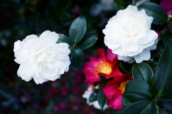 Lovely white camellia sasangua flowers 