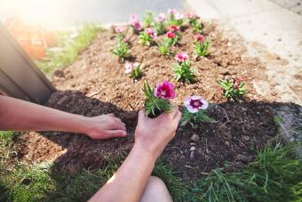 child's hands planting dianthus flower