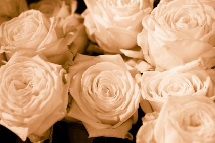 Bunch of white roses